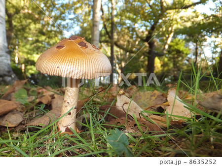 きのこ 8635252