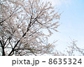 桜の木 8635324