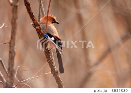 ミヤマカケス 8635380