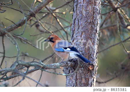 ミヤマカケス 8635381