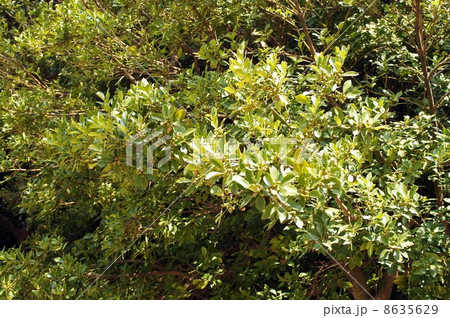 実を付けたモチノキ 8635629