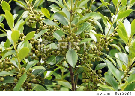 実を付けたモチノキ 8635634