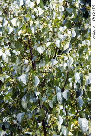 トチュウの果実 8635784