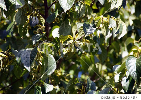 トチュウの果実 8635787