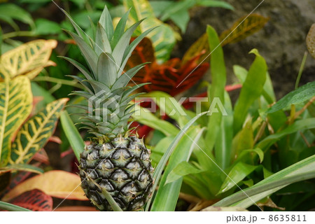 パイナップル 8635811