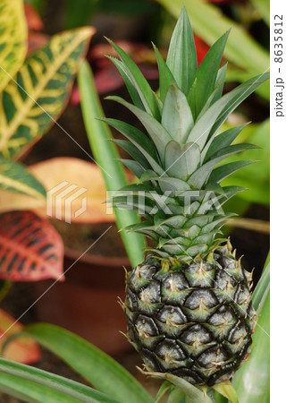パイナップル 8635812