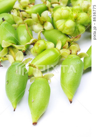 マタタビの実 8636775