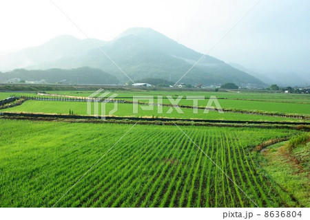 新緑の田園朝景色 新緑の田園朝景色 8636804