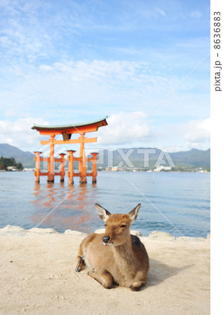 宮島 宮島 8636883