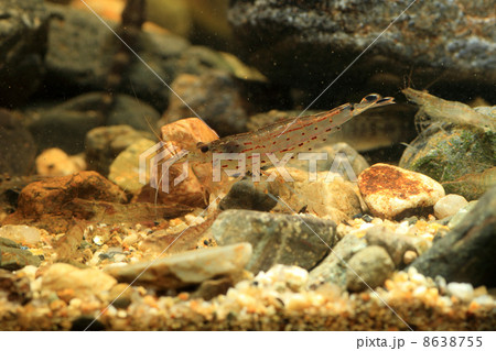 ヤマトヌマエビ 8638755