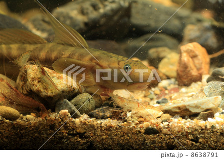 ボウズハゼ「 ボウズハゼ「 8638791