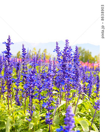 北海道の花畑 8638903