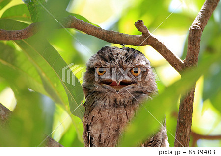 オーストラリアガマグチヨタカ 8639403