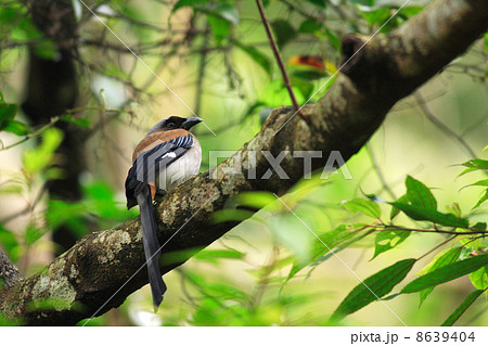 タイワンオナガ 8639404