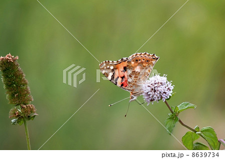 タテハ蝶と花 タテハ蝶と花 8639734