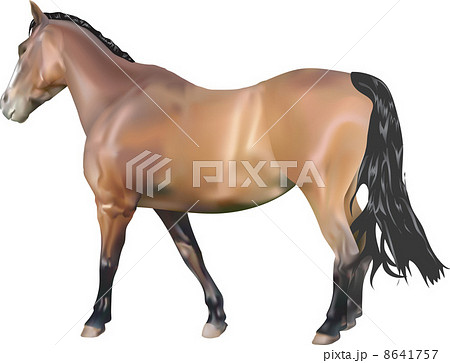 Horse Illustration 8641757