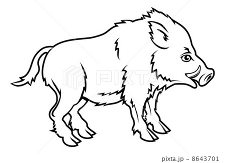 Stylised boar illustration 8643701