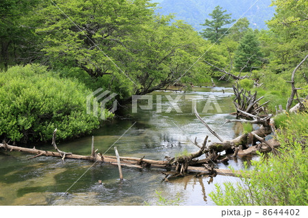 栃木県日光市 初夏の湯川 栃木県日光市 初夏の湯川 8644402