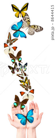 butterfly on man's hand 8644415