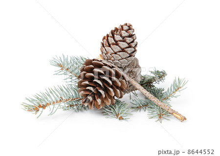 blue spruce twig with three cones blue spruce twig with three cones 8644552