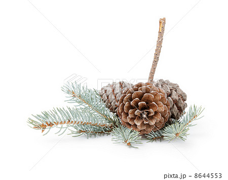 blue spruce twig with three cones blue spruce twig with three cones 8644553