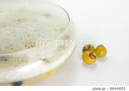 ムクロジの実を揉んで作った泡とムクロジの実 8644603