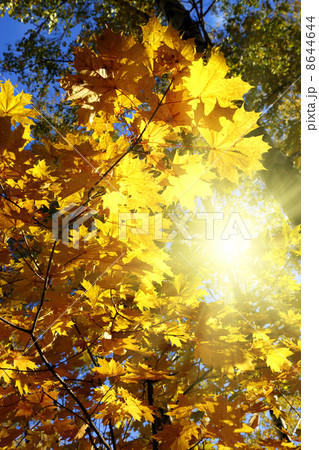 autumn yellow leaves 8644644