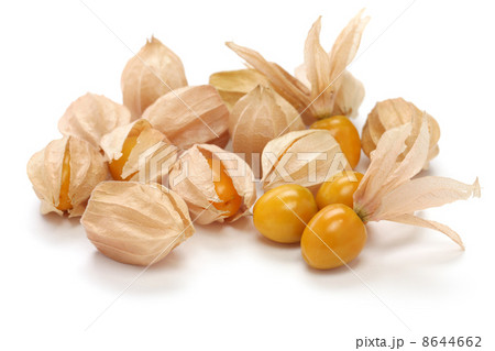 食用ほおずき 8644662