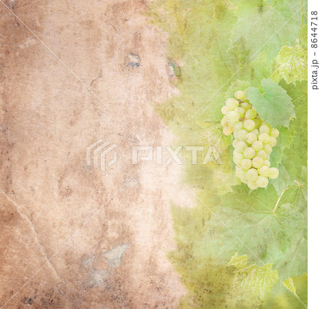 Old paper with white grapes and leaves Old paper with white grapes and leaves 8644718