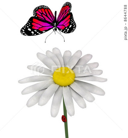 butterfly and daisy butterfly and daisy 8644788