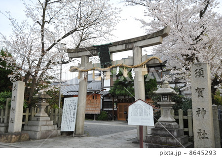 京都 須賀神社の春の写真素材 [8645293] - PIXTA