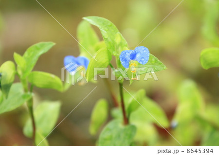 青色の露草に水滴 8645394