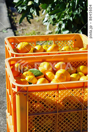 秋の日にみかん収穫 秋の日にみかん収穫 8645604