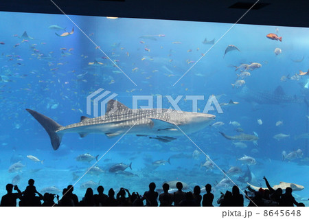 沖縄美ら海水族館のジンベエザメ2 沖縄美ら海水族館のジンベエザメ2 8645648
