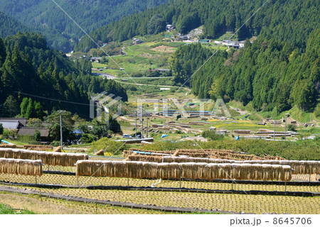 黄金のカーテン 8645706