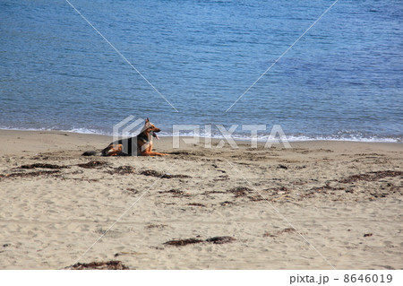 長浜海水浴場で遊ぶドーベルマン 8646019