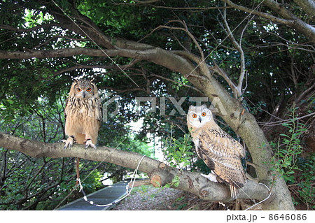 ミミズク　ふくろう　猛禽類　 シベリアワシミミズク　雛　シベリカス 8646086