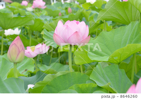 蓮の花 蓮の花 8646260