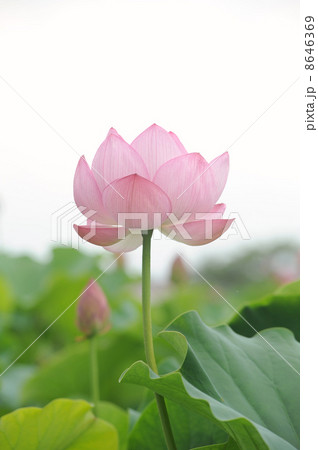 蓮の花 8646369