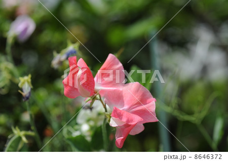 赤いスイトピー 8646372