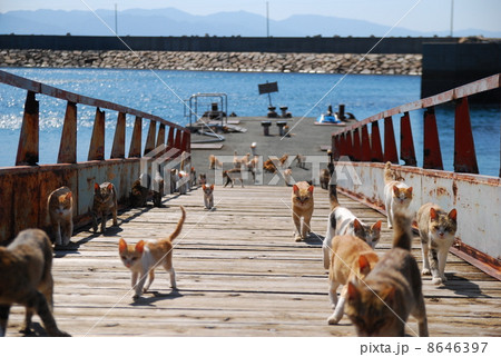 一斉にこちらへ向かってくる青島の猫の群れの写真素材