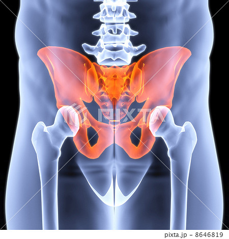 pelvis 8646819
