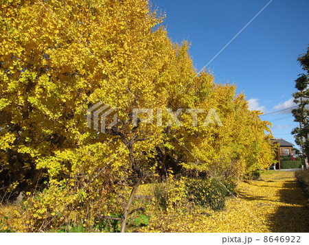 祖父江町のイチョウ 8646922