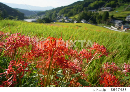 奈良県・明日香村の彼岸花 奈良県・明日香村の彼岸花 8647483