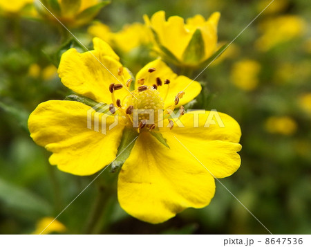 オヘビイチゴ 8647536