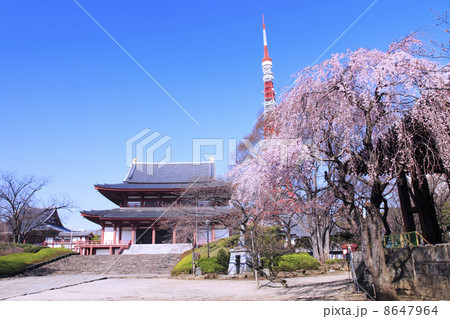枝垂れ桜咲く芝増上寺と東京タワー 8647964