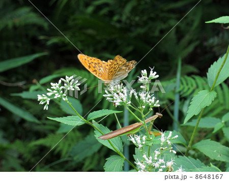 ギンボシヒョウモンチョウの吸蜜 ギンボシヒョウモンチョウの吸蜜 8648167