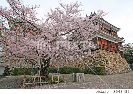 福知山城天守と桜 8648485