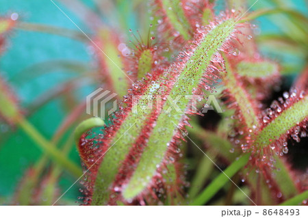 東京都立夢の島熱帯植物館 8648493