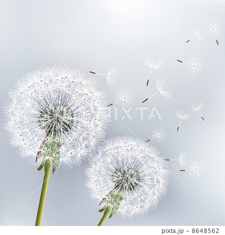 Stylish floral background with two flowers dandelions Stylish floral background with two flowers dandelions 8648562